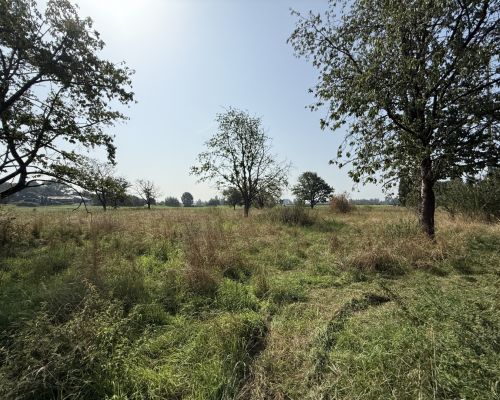 12a Blick auf die Rückseitige Obstwiese