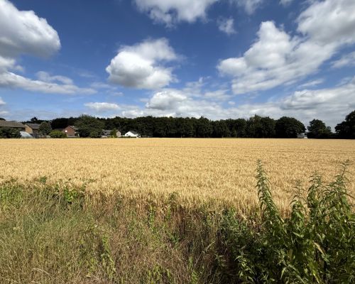 Ackerland